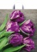   Пакет петля 35х38-35мкм " Прекрасные тюльпаны "  (1/50х10=500) ТИКО